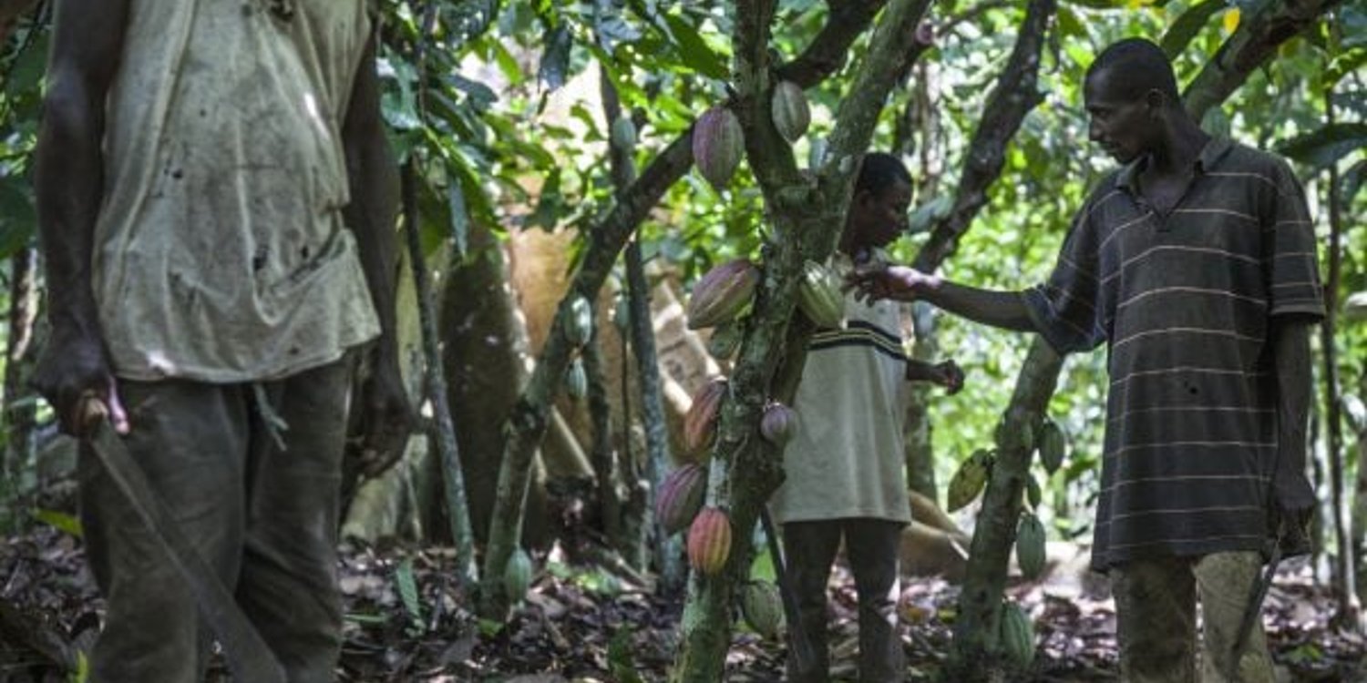 Récolte du cacao à Agboville, à 70 km au nord d’Abidjan. © José Cendon/Bloomberg via Getty Images