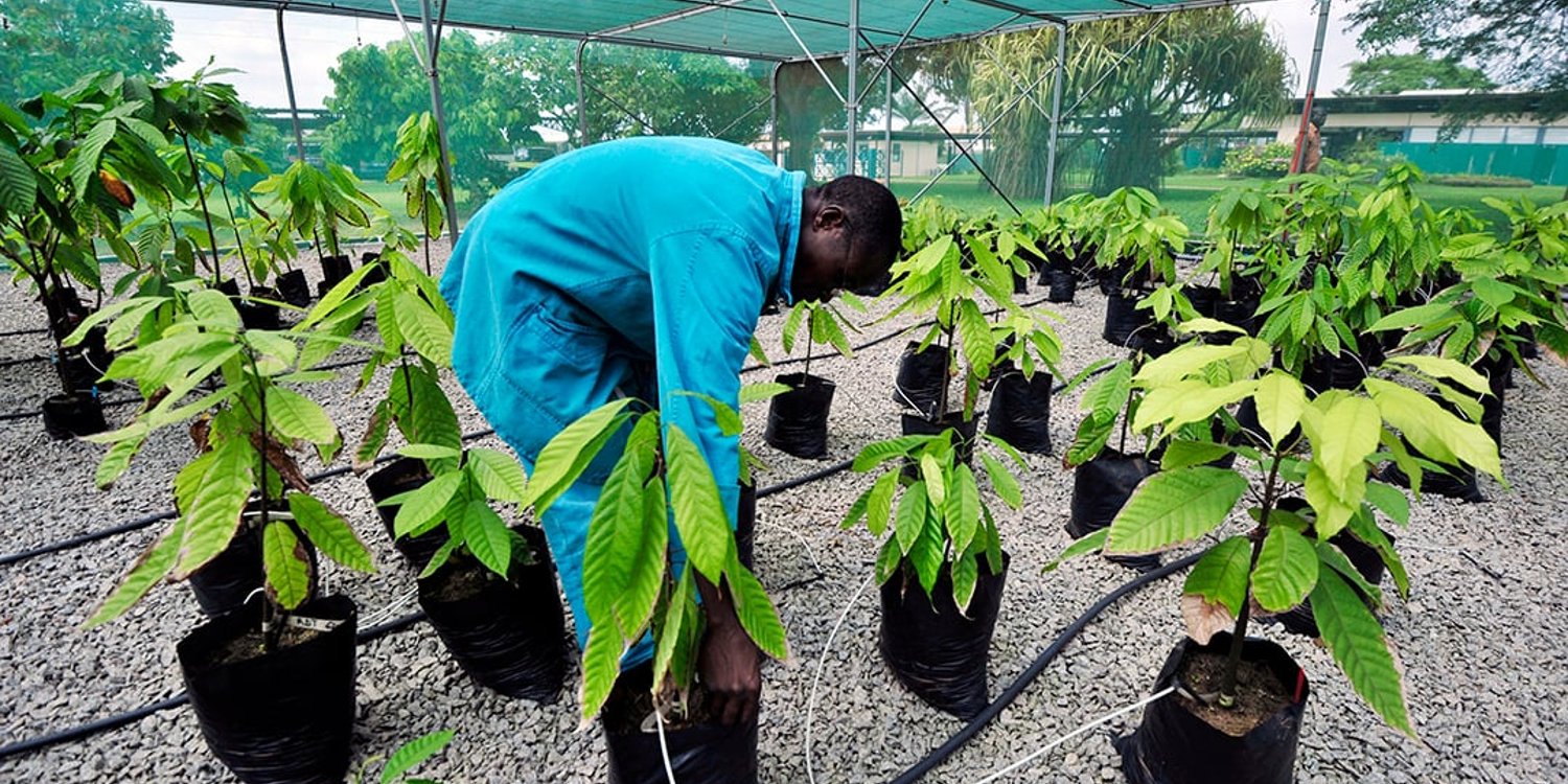 Centre de recherche sur le cacao, à Abidjan © ISSOUF SANOGO / AFP