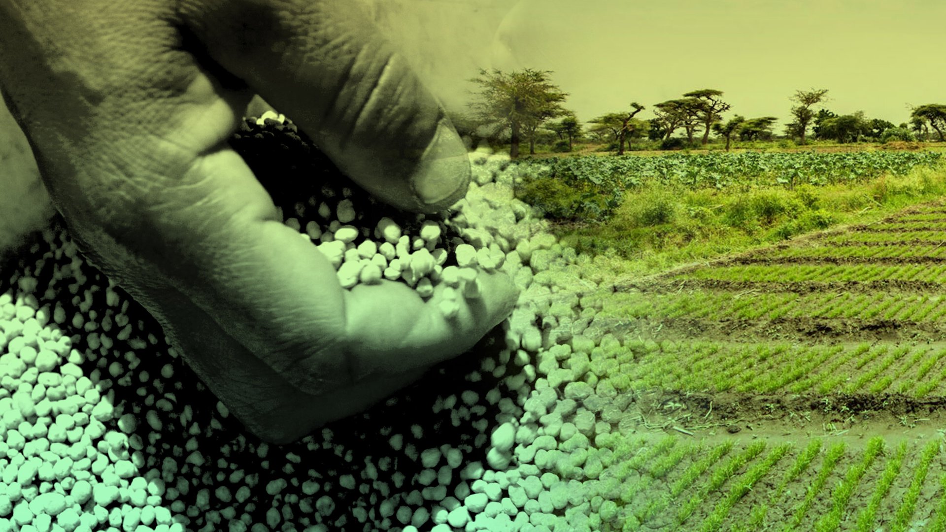 En Afrique, la production locale d’intrants est très limitée. © MONTAGE JA : ADOBESTOCK ; FACEBOOK IFDC.