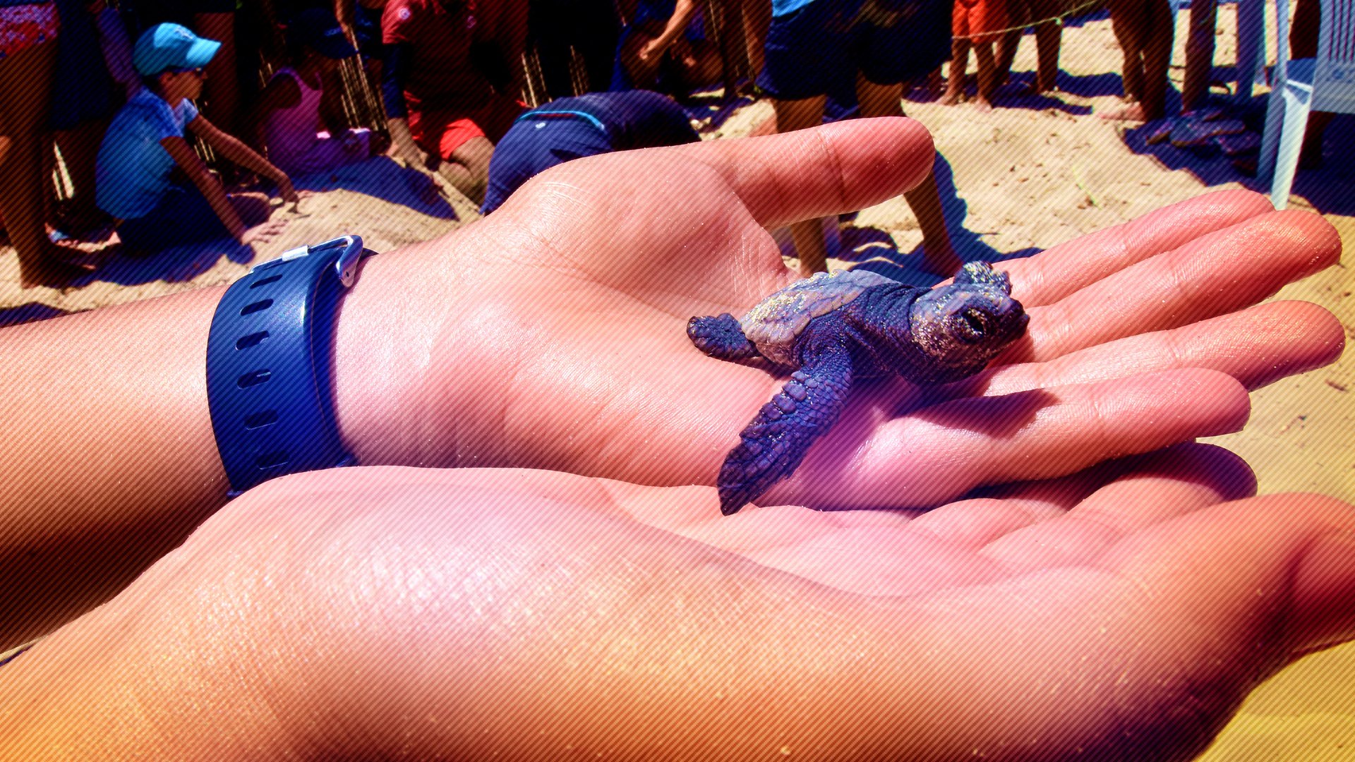 Sur les îles Kuriat, en Tunisie, les jeunes tortues caouannes cohabitent avec les vacanciers. © AKIM REZGUI/AFP