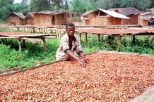 Dans la région de Kumasi, au Ghana, deuxième producteur mondial de cacao derrière la Côte d’Ivoire. © ISSOUF SANOGO / AFP