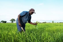 La Competitive African Rice Initiative (Cari) vise à stimuler la compétitivité des producteurs locaux de riz, à l’image de ce riziculteur ghanéen. © Nyani QUARMYNE/PANOS-REA