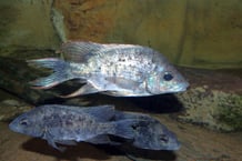 Le Joba Mena, poisson endémique de la Grande Île. © Frédéric Fasquel