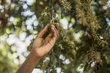 Le Kenya est devenu, en dix ans, le troisième producteur mondial de noix de macadamia, derrière l’Afrique du Sud et l’Australie. © Brian Otieno/The New York Times/REDUX/REA