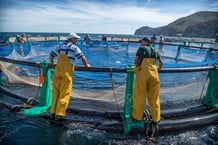 Face à la diminution des stocks de poissons en Méditerranée, les pêcheurs marocains en difficulté espèrent se tourner vers l’aquaculture pour assurer leur avenir. Et redoutent une remise en cause des accords avec l’Europe sur le sujet. © FADEL SENNA/AFP