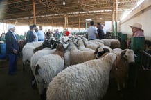 Des Tunisiens achètent des moutons à Tunis. © Mohamed Hammi/SIPA
