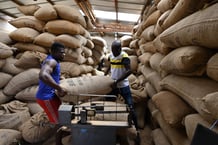 Des ouvriers pèsent des sacs de cacao dans l’entrepôt du collectif local des agriculteurs, la Société coopérative équitable du Bandama (SCEB) à M’brimbo, en Côte d’Ivoire, le 19 avril 2021 © Issouf SANOGO/AFP