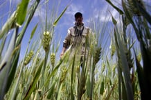 L’Afrique importe 80 % de son blé, notamment de l’Ukraine et de la Russie. © REUTERS/Louafi Larbi.