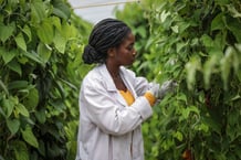 Une étudiante en doctorat à l’Institut international de l’agriculture tropicale travaille dans la plantation d’igname d’Ibadan, dans l’État d’Oyo, au Nigeria, le 2 aôut 2022. © REUTERS/Temilade Adelaja