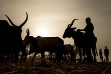 Berger préparant des vaches pour son client après des transactions au marché aux bestiaux, à Illela (État de Sokoto, au Nigeria), en 2019. © Luis TATO/AFP