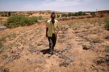 Un homme inspecte ses récoltes endommagées, à Sidi Slimane, à 120 km de Rabat, le 24 juin 2024, après six années de sécheresse. © Fadel Senna / AFP