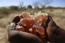 Récoltée principalement dans l’ouest et l’est du Tchad, la gomme arabique est un exsudant de l’écorce de l’acacia seyal. © Mohamed Nureldin Abdallah/Reuters