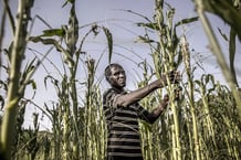 Graves dommages causés à des cultures de maïs par les bandes larvaires du criquet pèlerin à Napeikar, dans le comté de Turkana, au Kenya, le 2 juin 2020. © LUIS TATO/AFP