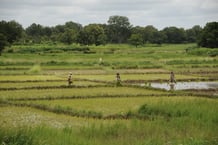 La Côte d’Ivoire, qui voulait atteindre l’autosuffisance en 2025, a finalement repoussé l’échéance à 2030. © Nabil Zorkot