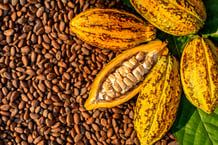 Fèves et fruits de cacao.