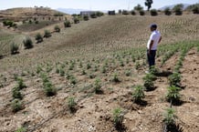 Une plantation de cannabis à Bab Berred, au Maroc, le 11 juillet 2025. © Abdel Majid BZIOUAT / AFP
