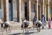 En Erythrée, l’impératif de l’autosuffisance étouffe la population © AFP