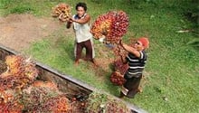 L’huile de palme produite en Indonésie et importée sur le continent est au coeur de la polémique © Yt Haryono/Reuters