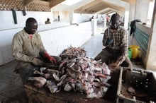 Navires étrangers: Greenpeace appelle Dakar à revenir sur les autorisations © AFP