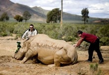 Afrique du Sud: le braconnage de rhinocéros, une criminalité très organisée © AFP