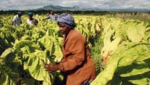 L’Afrique compte trois millions de cultivateurs de tabac. Leur production est exportée à 90%. © Philimon Bulawayo/Reuters