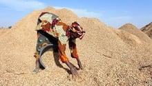 La filière arachide, l’un des piliers de l’économie sénégalaise, est en panne. © Seyllou/AFP