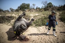 La lutte de l’Afrique du Sud pour sauver ses rhinocéros © AFP