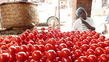 Le marché du frais, au Sénégal, ne permet d’écouler qu’une fraction de la production de tomates. © FAO/Flickr