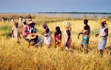 En Casamance, première région rizicole du pays. © SYLVAIN CHERKAOUI POUR J.A.