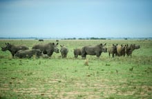 Des rhinocéros sans corne dans le Rhino Ranch de John Hume en Afrique du Sud, le 3 février 2016. © Mujahid Safodien/AFP