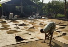 Séchage traditionnel du riz au Bénin. © Jacques TORREGANO pour Jeune Afrique