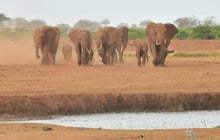 Des éléphants dans le parc national kenyan de Tsavo Est, le 22 août 2018. © SIMON MAINA / AFP