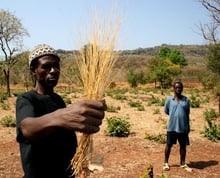 Le fonio est une céréale cultivée en Afrique depuis plus de cinq mille ans. © Pixnio/CC/Richard Nyberg, USAID