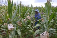 Seed Co est à plus de 90% tourné vers le maïs blanc pour la consommation humaine. © Vincent BOUCHET/limagrain