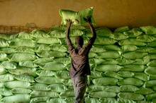 Les pays ouest-africains intensifient leurs efforts pour produire davantage de riz afin de répondre à la demande intérieure. Ici, dans un entrepôt de la Compagnie agricole de Saint-Louis du Sénégal. © Xaume Olleros/Bloomberg via Getty Images