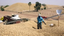 La Sonacos est présente dans 7 des 14 régions du Sénégal et emploie 2 000 salariés. © SEYLLOU DIALLO / AFP