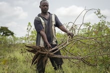 Avec 41 millions de tonnes récoltées par an, la RDC est le deuxième producteur mondial de manioc. © Petrut CALINESCU/PANOS-REA