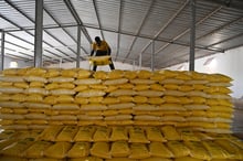 Un ouvrier agricole emballe des sacs de riz, à Ross Bethio, dans la vallée du fleuve Sénégal, le 27 octobre 2022. © SEYLLOU/AFP