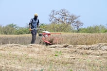 À Sangalkam, près de Dakar, quatre variétés de blé adaptées au climat local ont été plantées par l’Institut sénégalais de recherche agricole. © SEYLLOU / AFP.