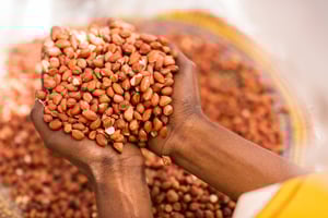 Le ministère sénégalais de l’Agriculture a pris la décision d’interdire, à compter du 15 novembre prochain, l’exportation des graines. d’arachide. © Clement Tardif pour JA