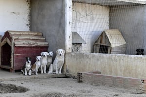 Des chiens recueillis par l’association de protection des animaux Bouhnash, à l’Ariana, près de Tunis. © FETHI BELAID/AFP