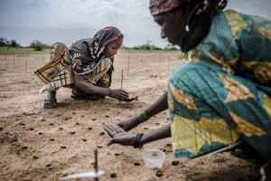 Projet de reforestation du Sahel dans la région de Zinder, au Niger. © Luis TATO/FAO/AFP.