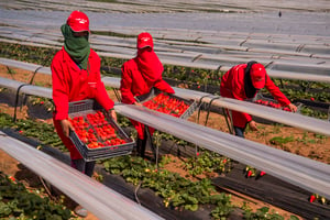 Récolte de fraises dans la province de Kenitra, au Maroc, le 8 mars 2017. © FADEL SENNA / AFP