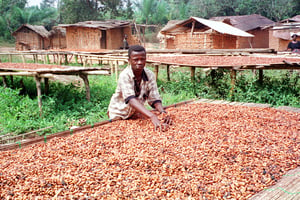 Dans la région de Kumasi, au Ghana, deuxième producteur mondial de cacao derrière la Côte d’Ivoire. © ISSOUF SANOGO / AFP.