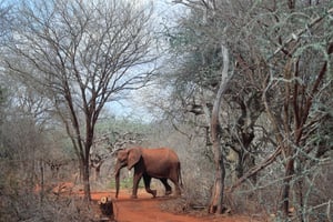 La faune, dont les éléphants, est affectée par l’aggravation de la sécheresse (ici dans la réserve de Mgeno, dans la région du Taita Taveta, au Kenya, le 8 novembre 2022). © REUTERS/Thomas Mukoya