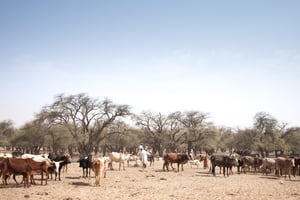 Un agriculteur marche au milieu de son troupeau de bétail sur la route entre Adre et Farchana, dans la région du Ouaddaï, au Tchad, le 25 mars 2019. © Photo by Amaury HAUCHARD / AFP