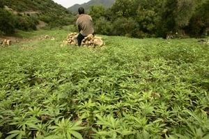 Un agriculteur surveille sa plantation de cannabis près de Chefchaouen (illustration). © Rafael Marchante/Reuters