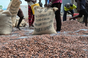 Les travailleurs collectent des fèves de cacao dans le village de Hermankono © Sia KAMBOU / AFP
