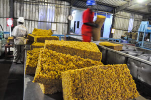 Des employés travaillent dans l’usine de transformation de caoutchouc Hevecam, dans le sud du Cameroun. © MABOUP