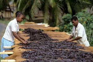 Gousses de vanille de Madagascar séchant au Sambava. © Dominique Halleux/Biosphoto via AFP